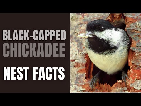 image-What kind of nests do chickadees make?