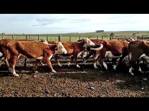 Lote 31 Vacas de Invernada HEREFORD 418kg - , Lavalleja
