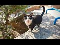 Poor Tuxedo Cat Meowing Loudly For Food Is So Hungry