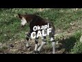 Okapi Calf