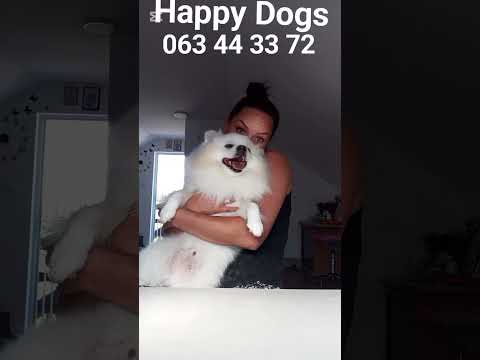 nemački Špic❤️https://www.instagram.com/salon_za_negu_i_sisanje_pasa?igsh=OXRzc3FsbG9qMW4y #pets