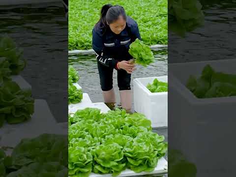 Hydroponic lettuce New Farming Method  #satisfying #shot