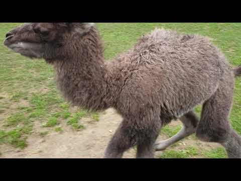 Plättli-Zoo AG YouTube-Vdeominiatur 3