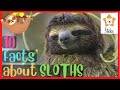 SLOTHS For Kids 10 Interesting Facts About SLOTHS
