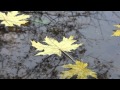 Образы осени. Туман. Листья. Окарина. 