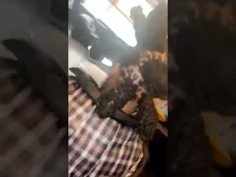 een snelle modelisatie #lion #dreads #amsterdam #kodakblack #kodak #model #hoge #niveau