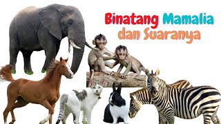 Download lagu Nama dan Suara Hewan Ternak | Suara Binatang Mamalia | Pembelajaran Anak anak | Kids Education mp3 Download lagu Nama dan Suara Hewan Ternak | Suara Binatang Mamalia | Pembelajaran Anak anak | Kids Education mp3