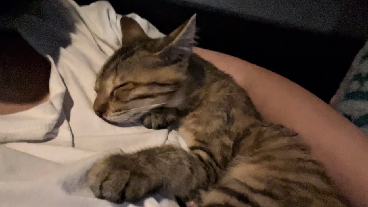 駆け寄ってきた子猫を抱き上げてから幸せになるまで【保護猫】