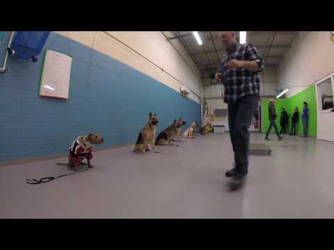 My Shepherd Army "sit/stay."