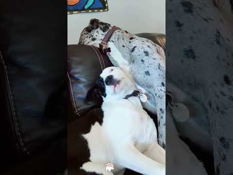 What happens when here are two dogs?#dog#dogs#funny#funnyvideos#fyp#foryou#funnydogs