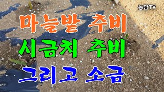 마늘밭 추비 시금치 추비 그리고 소금