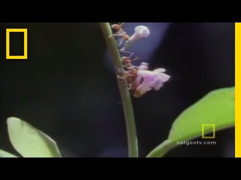「切葉蟻」嘴如利刃！大口咬下樹葉　扛回窩種真菌 | ETtoday國際新聞 | ETtoday新聞雲