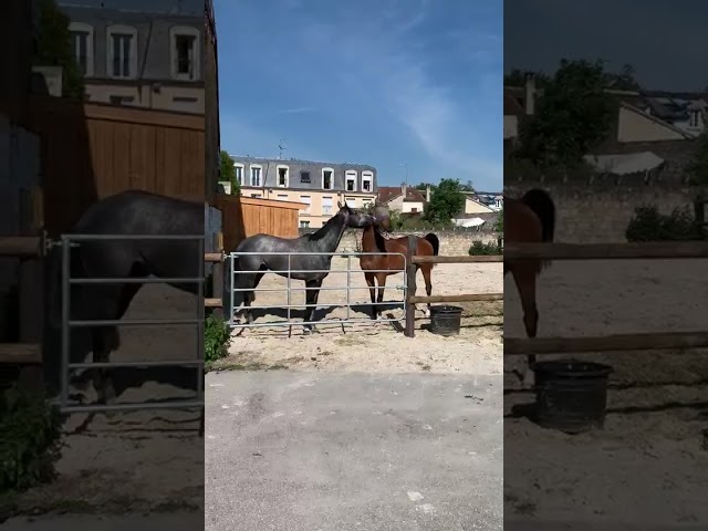 Cuadra de carrera En venta Oise