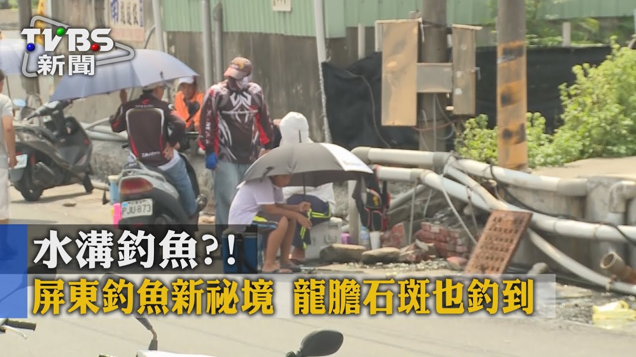 水溝釣魚？屏東釣魚新祕境　龍膽石斑也釣到