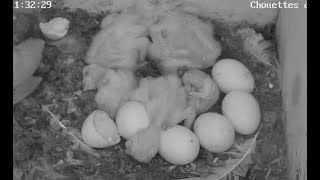 Geburten der Nr. 2 bis 6 von 10 – zweite Brut.