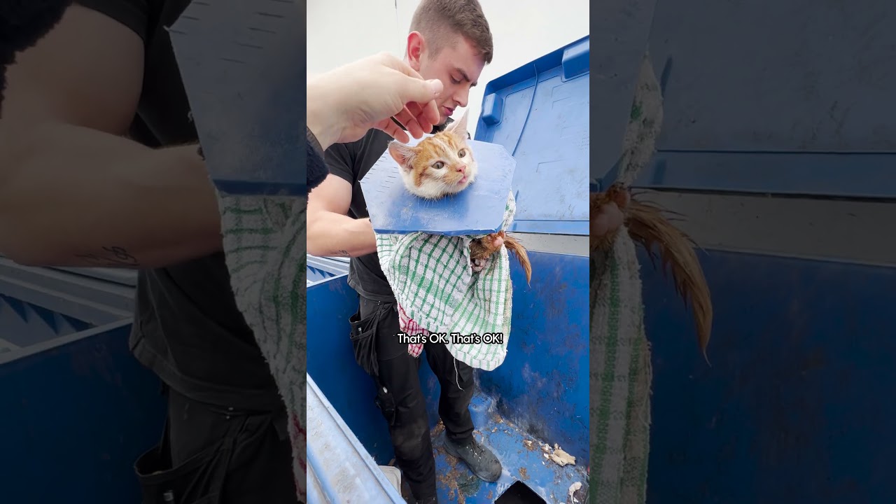 Crying Kitten Was Stuck In A Dumpster | The Dodo  #thedodoanimals #cat