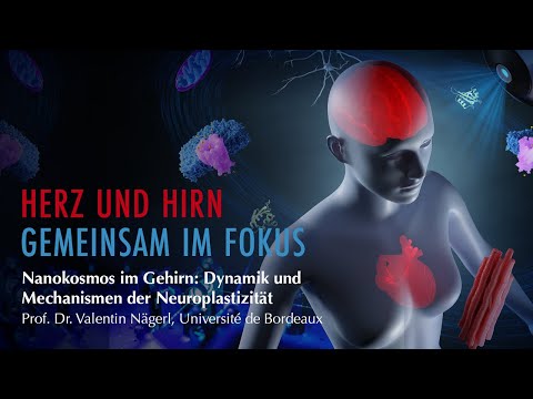 Nanokosmos im Gehirn: Dynamik und Mechanismen der Neuroplastizität | Prof. Dr. Valentin Nägerl