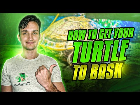 Warum sonnt sich meine Schildkröte nicht?! Wie Sie Ihre Schildkröte zum Sonnenbaden animieren können