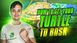 Why Isn’t My Turtle Basking?! How To Get Your Turtle to Bask
