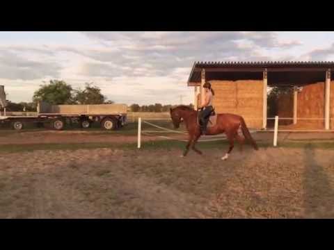 Quasi Belle von Quadroneur geb. 2012 zwei Monate unter dem Sattel