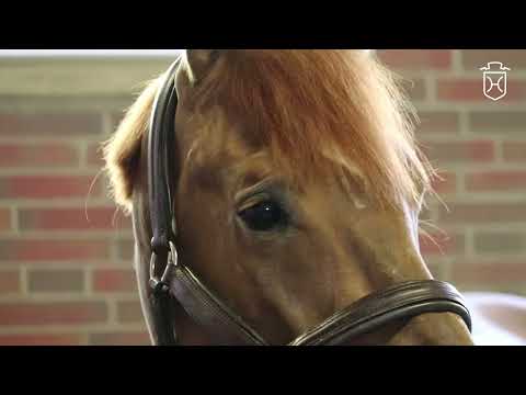 Impressionen von Vigado v. Vigo d'Arsouilles