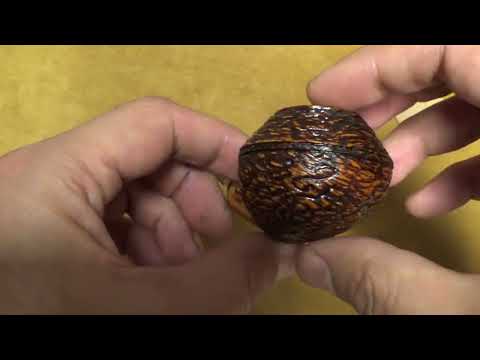 Pipa Santambrogio rusticata - Bent Rhodesian - SS334