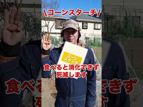 灰色のキャベツのアブラムシは有害ですか?すぐに駆除できますか?  庭園