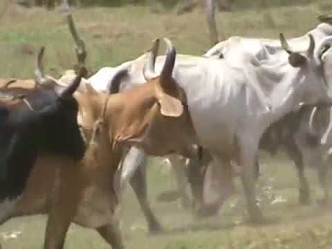 PARIO POR UNA VACA - JESUS DANIEL QUINTERO EL TIGRITO DE MATANEGRA