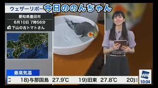 のんちゃん.カラスの行水タイプ ( 2023年6月10日 #ウェザーニュースLiVE〉#大島璃音