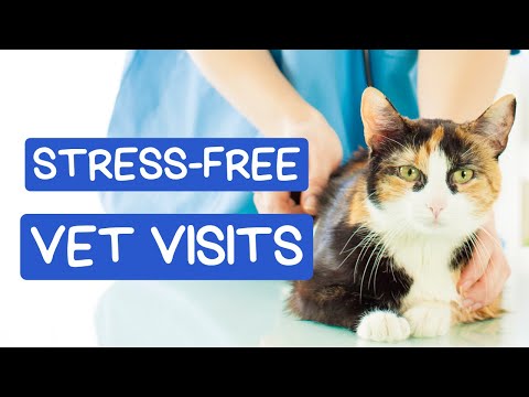 Fear Free Cat Vet Visits: Cooperative Care for Stress-Free Checkups