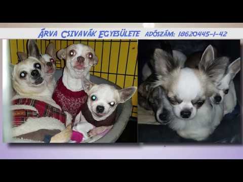 Árva Csivavák Egyesülete