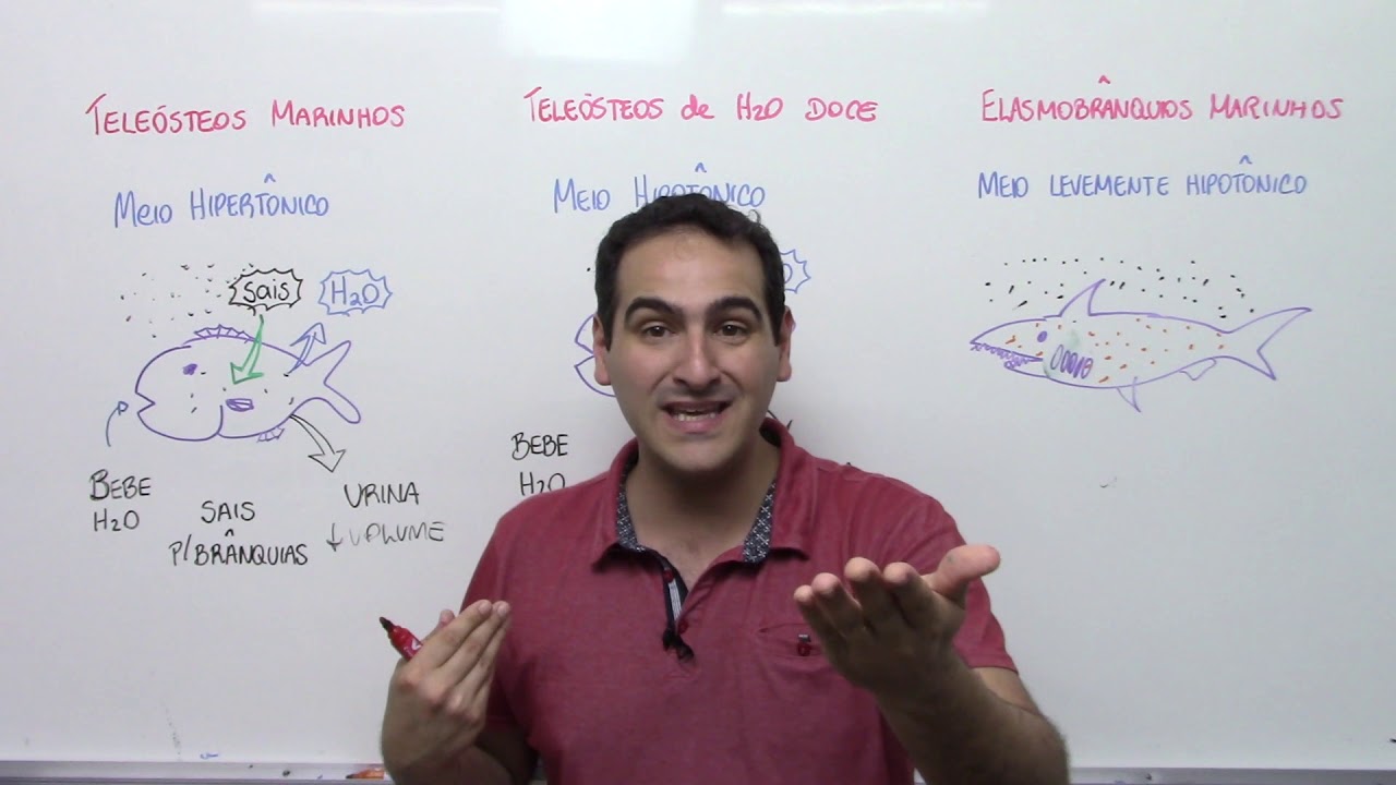 Osmorregulação em Peixes - Prof. JOSÉ SANABRIA