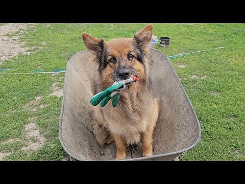 NIE MAMY JUŻ DRUGIEGO KOGUTA - Stasiu sam musi pilnować stada