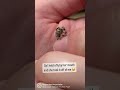 Hand Feeding My Adorable Little Jumping Spider 🥰 #shorts