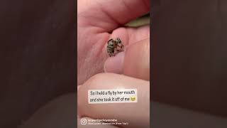 Hand Feeding My Adorable Little Jumping Spider 🥰 #shorts