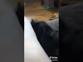 Ow My Cat Bite Me
