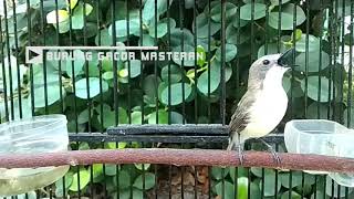 Download lagu Suara Remetuk Laut Jantan Nyuling Isian Kenari - Masteran Burung SIUR Gacor mp3 Download lagu Suara Remetuk Laut Jantan Nyuling Isian Kenari - Masteran Burung SIUR Gacor mp3