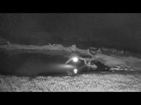 Djuma: First lone Hyena - 22:49 - 07/15/18