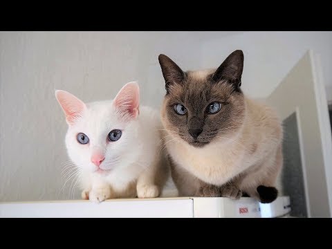 Siamese Cat Breed Information: Behavior, Needs, Compatibility, Care, Health & more