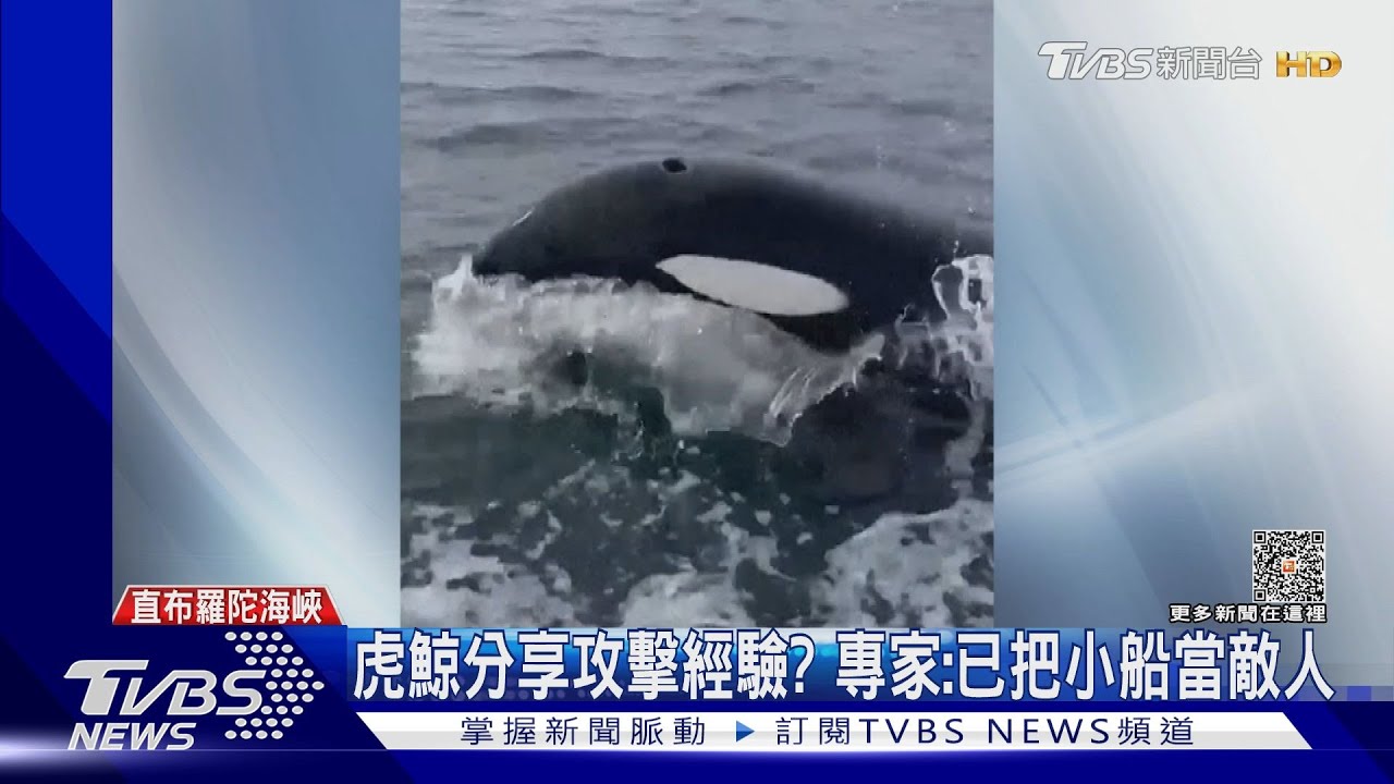 虎鯨演化中?帆船隊直擊虎鯨攻擊 船舵專家:牠把船當敵人