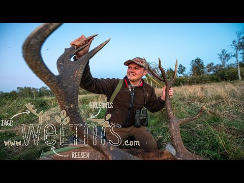 Rotwildbrunft mit Weltnis in den Masuren Teil III