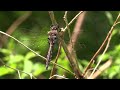 The Dragonfly 'Upper Body Workout'