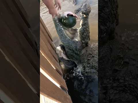 Lyle the Nile Crocodile!! #shorts #youtubeshorts #nile #crocodile #watermelon