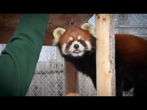 フェニックスの獣医訪問 (Phoenix's Vet Visit)