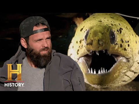 ELECTRIFYING EEL BITES | Kings of Pain (Season 2) | History