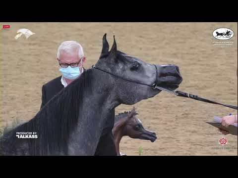 N 57 BASMA AL ADEED   6th Qatar Nat  Arabian Peninsula HS for individual Owners   Fillies 3 Years Ol