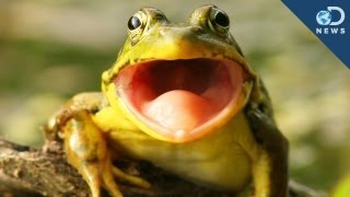 Frog Hears With Its Mouth
