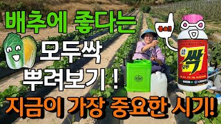 배추에 모두싹 뿌리기, 배추농사 지금이 제일 중요한시기 - radish cabbage