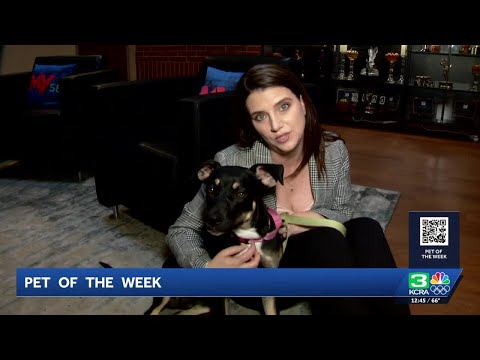 Pet of the Week for Oct. 22 | Meet Louise Brooks - YouTube