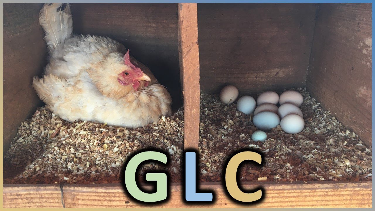 Raça GLC: cor de casca variada, a galinha dos ovos de ouro